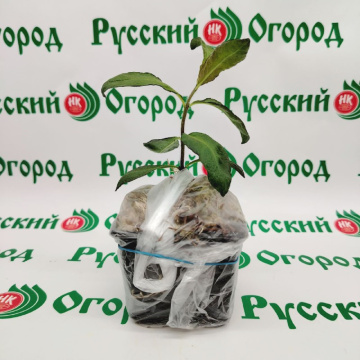 Стандарт поставки 3 Флокс метельчатый Гений