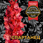 Гладиолус Спартанец