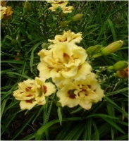 Hemerocallis Little Miss Manners - купить с доставкой