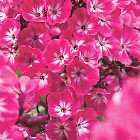 Флокс метельчатый Александра