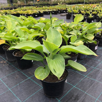 Стандарт поставки 4 Хоста Авокадо (горшок 2л)