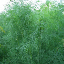 Dill Russian Size® (PROF-MAIL)