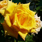 Роза Мохана (горшок 4л)