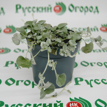 Стандарт поставки 3 Дихондра Серебристый Водопад