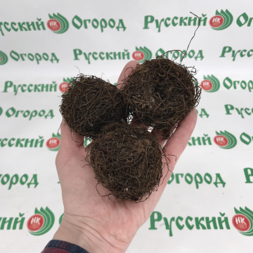 Стандарт поставки 3 Бегония Бахромчатая желтая