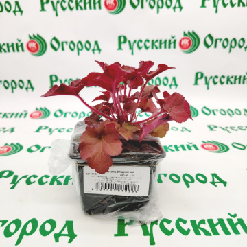 Стандарт поставки 1 Гейхерелла Сладкий чай