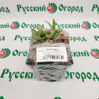 Медуница Маджести