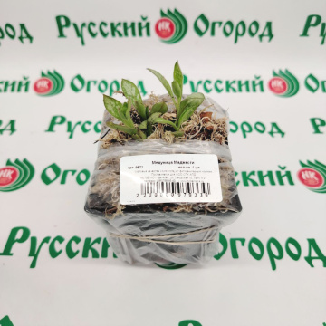 Стандарт поставки 1 Медуница Маджести