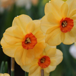 Narcis Sabine Hay