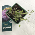 Клематис Инносент Гланц