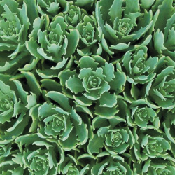 Sedum Thundercloud