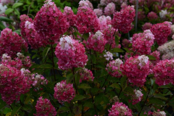 Hydrangea paniculata Samara Lydia
