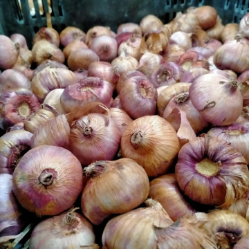 Стандарт поставки 3 Гладиолус Индиан Саммер 