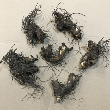 Стандарт поставки 2 Канна Ричард Уоллес