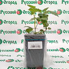 Ежевика Агавам (горшок 2л)