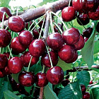 Черешня Ревна