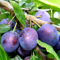 Слива домашняя Кубанский карлик - купить с доставкой