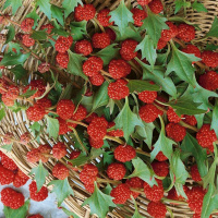 Шпинат земляничный - купить с доставкой