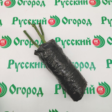 Стандарт поставки 7 Роза Эмма Де Мейян