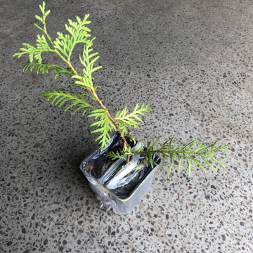 Стандарт поставки 3 Туя западная Дзиак