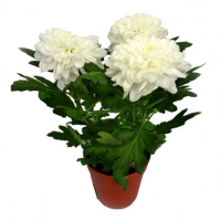 Хризантема зембла белая, D-12 - купить с доставкой