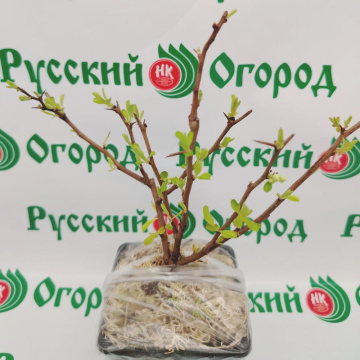 Стандарт поставки 5 Айва розовая леди