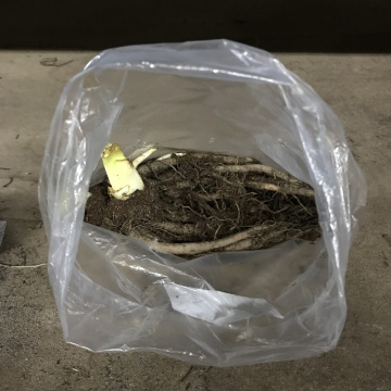 Стандарт поставки 4 Лилейник Пинк Дамаск