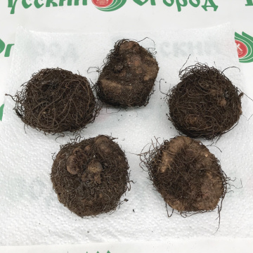 Стандарт поставки 2 Бегония Бахромчатая алая