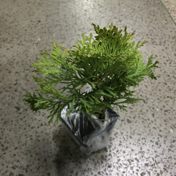 Стандарт поставки 7 Туя западная Дзиак