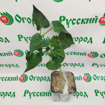 Стандарт поставки 5 Батат Наполеон
