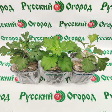 Стандарт поставки 1 Смесь хризантем Золотая сирень