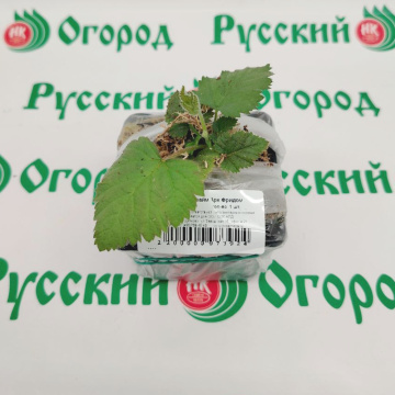 Стандарт поставки 2 Ежевика Прайм Арк Фридом