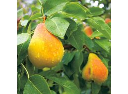 Садовый центр