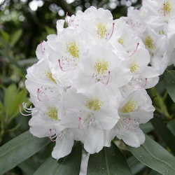 Album Rhododendron Katevbinsky