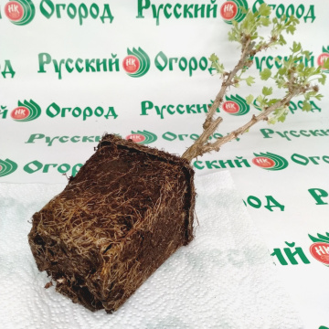 Стандарт поставки 5 Крыжовник Хинномаки Род