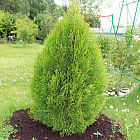 Туя западная Смарагд Витбонт