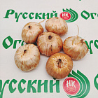 Гладиолус Сын луны