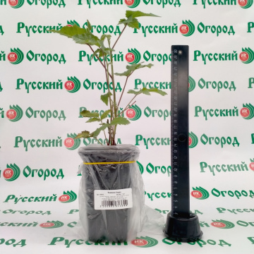 Стандарт поставки 1 Ежевика Кэддо