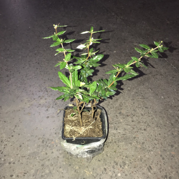 Стандарт поставки 1 Барбарис Джут