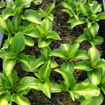 Стандарт поставки 1 Хоста Бродвей 