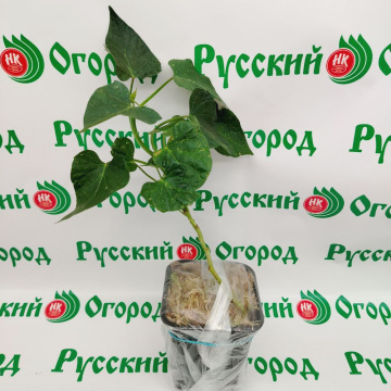 Стандарт поставки 2 Батат Бэтти