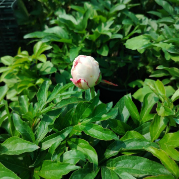 Стандарт поставки 13 Пион молочноцветковый Честин Гуди