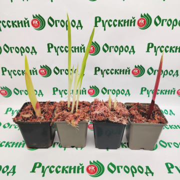 Стандарт поставки 8 Гладиолусы в ассортименте (горшок Р9)