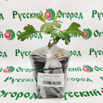 Стандарт поставки 2 Хризантема Золотые облака