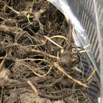 Стандарт поставки 2 Люпины Гибриды Рассела, смесь