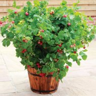 7d3b89c1af652440cb2fbf84c5e5d8bf Малина без шипов как называется