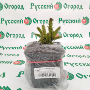 Стандарт поставки 2 Ель обыкновенная Барри