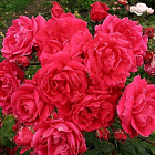 Роза Александр Макензи