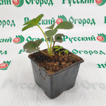 Стандарт поставки 7 Земляника Гигантелла 2011®