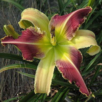 Hemerocallis Laugh at me - купить с доставкой